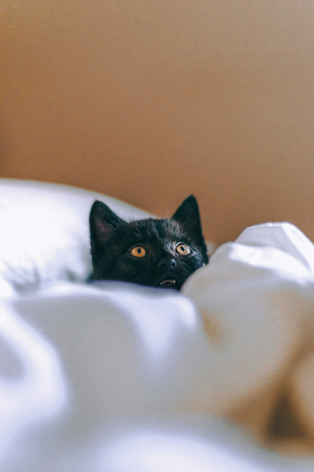 black cat on white textile