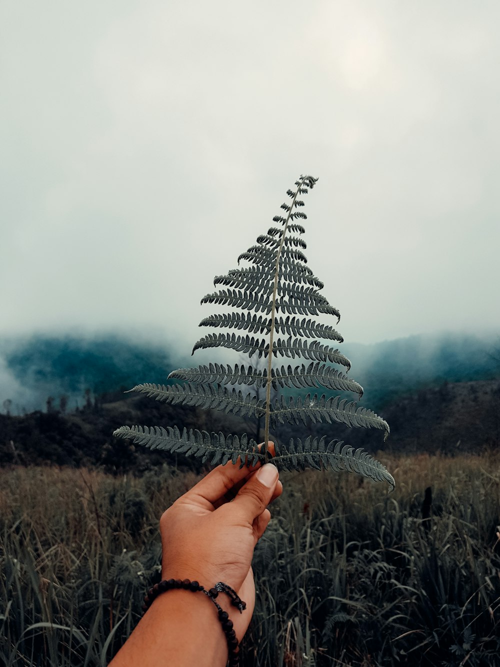person holding green pine tree