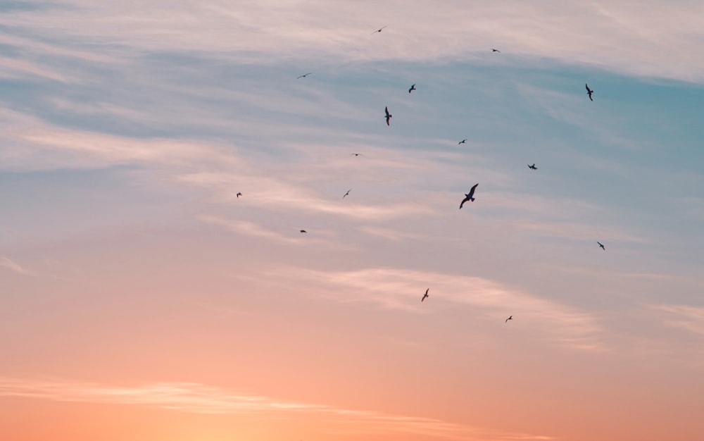 birds flying on sky during daytime