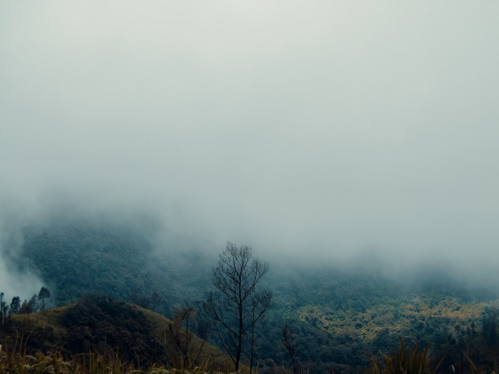 bare trees on mountain under white sky during daytime