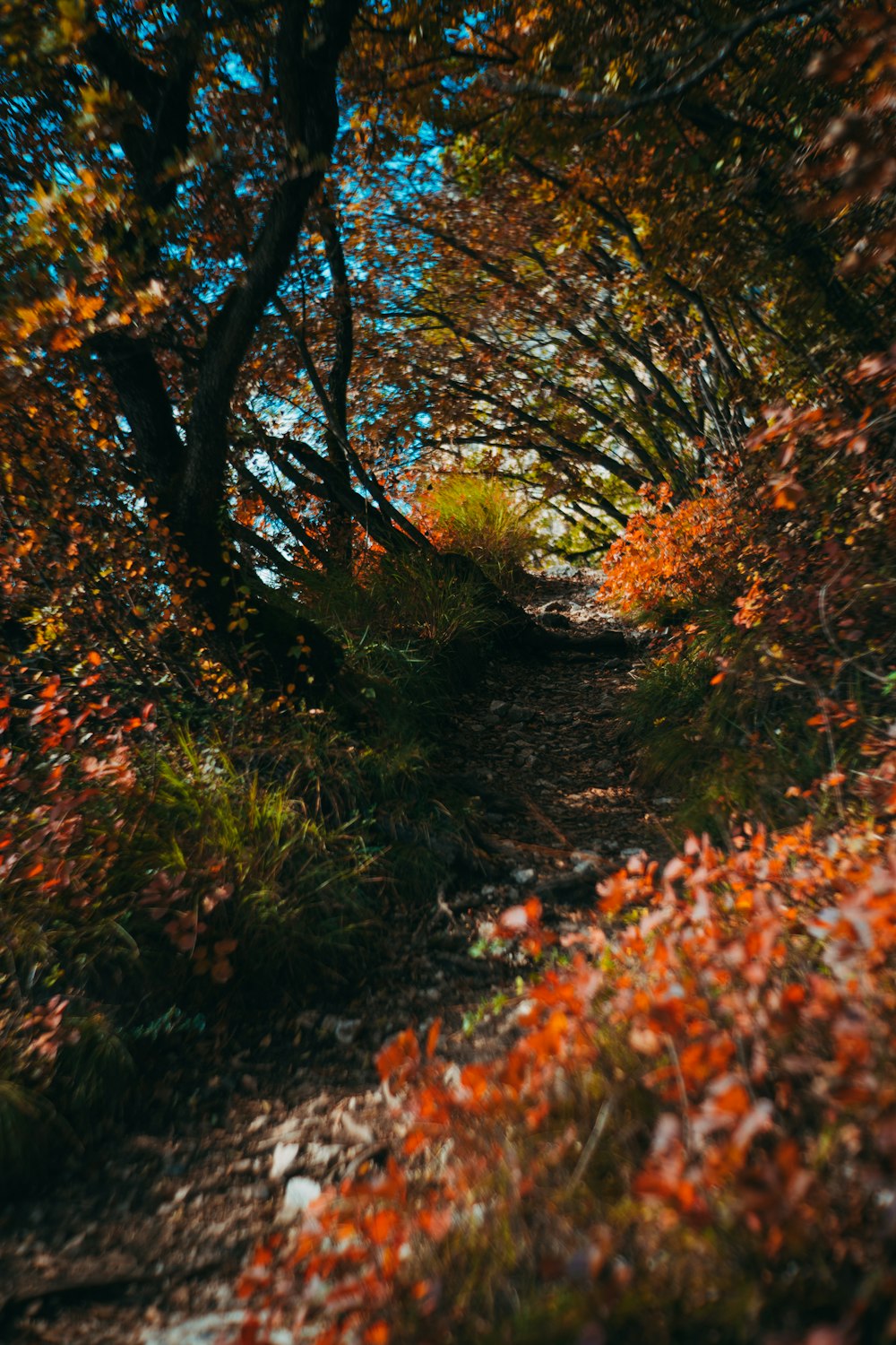 brown and green trees during daytime