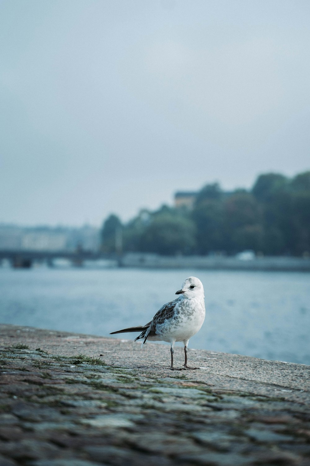 white and gray bird on gray concrete surface near body of water during daytime