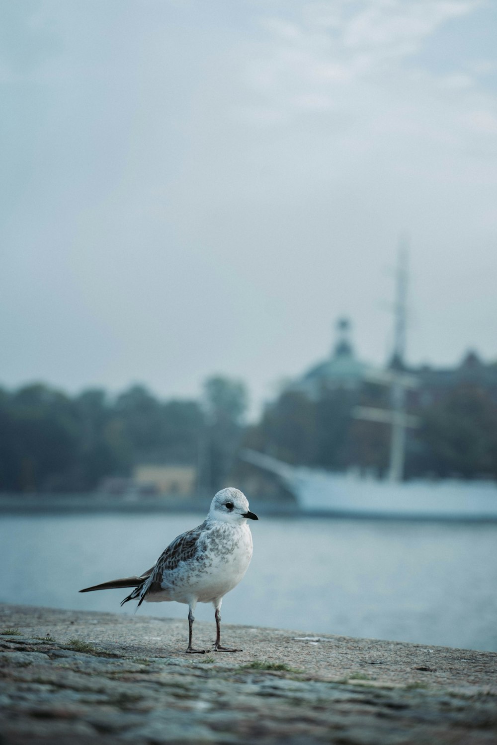 white and gray bird on brown wooden stick during daytime