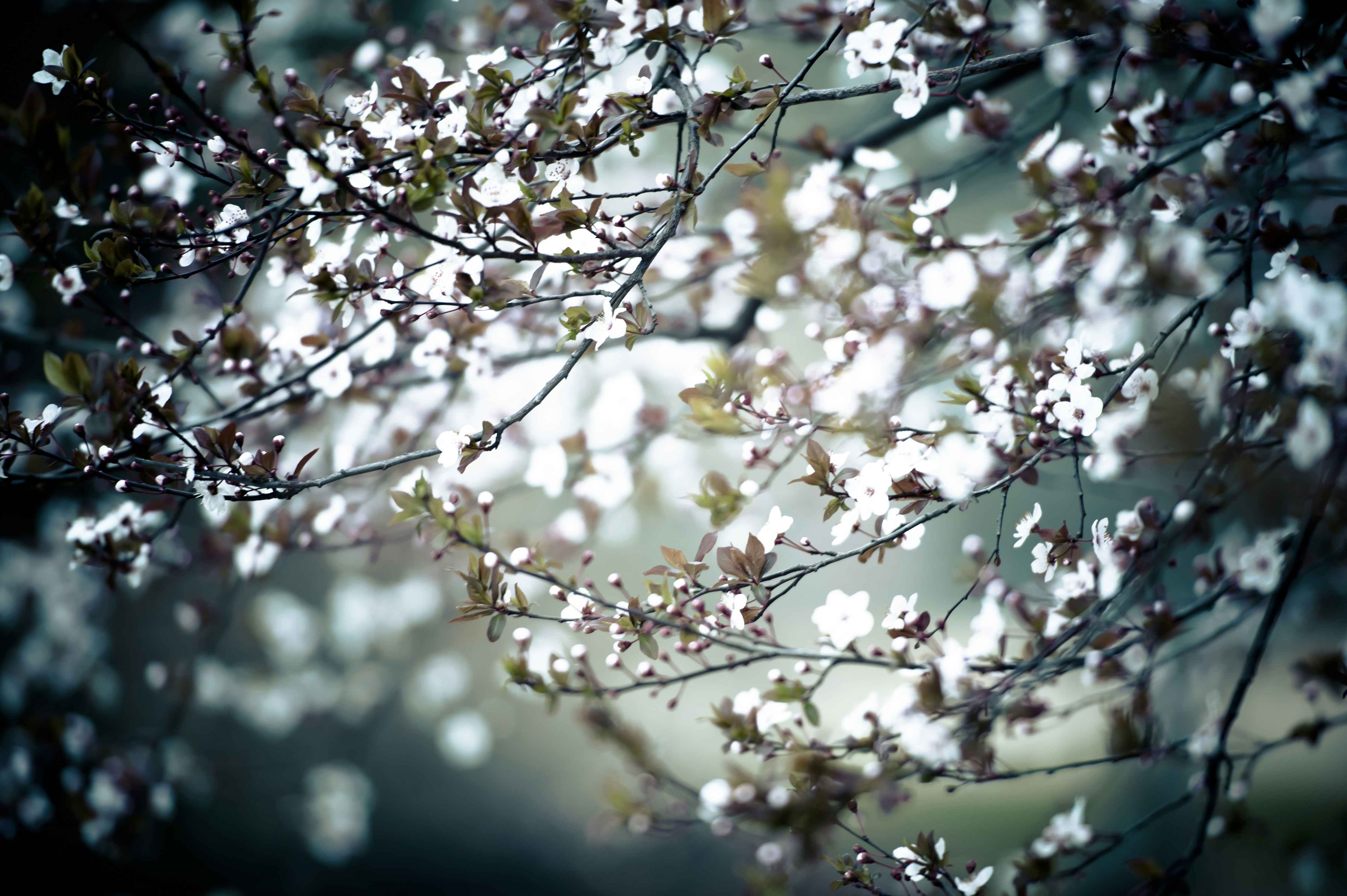 Photo by fan_world2020