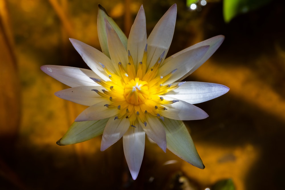 purple and yellow flower in tilt shift lens