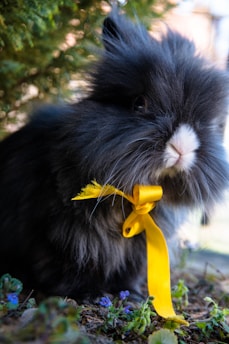 A fluffy, dark gray rabbit with a distinctive white snout is adorned with a bright yellow ribbon tied around its neck. The rabbit is situated among small clusters of green plants and tiny purple flowers, suggestive of a garden setting. The background features blurred foliage, adding a natural feel to the scene.
