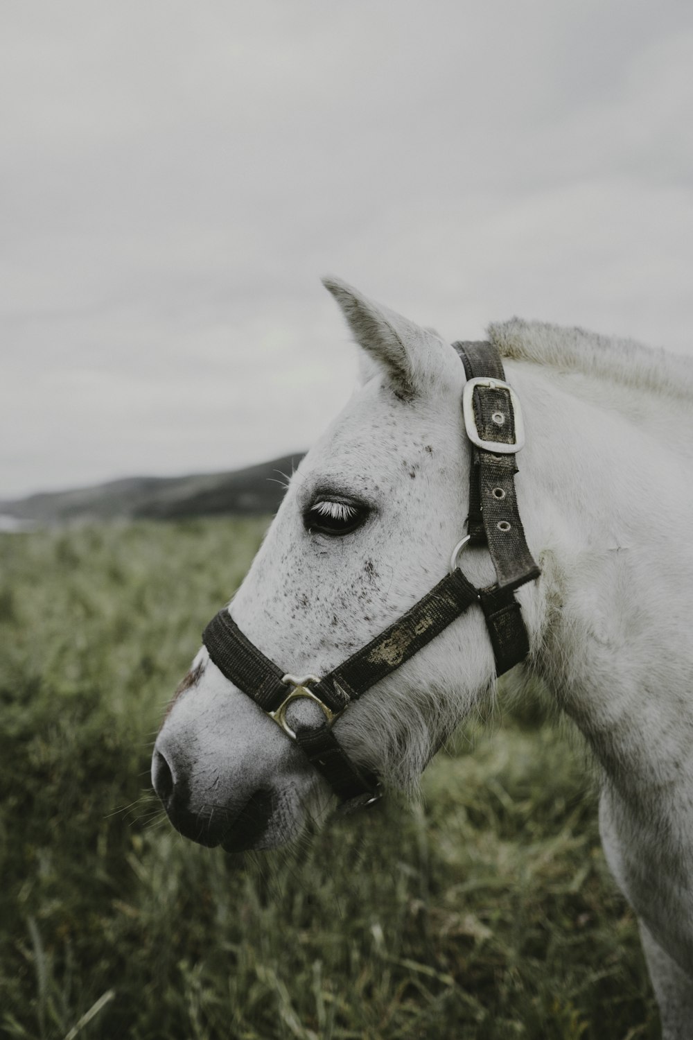 white horse on green grass field during daytime