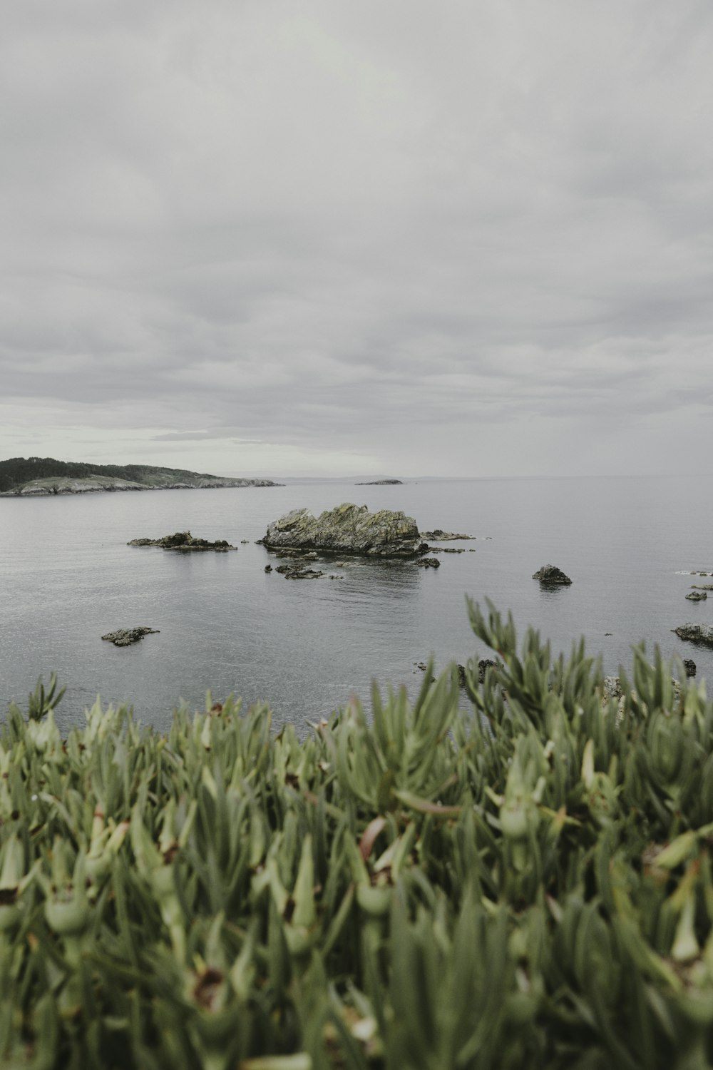 green grass on body of water during daytime