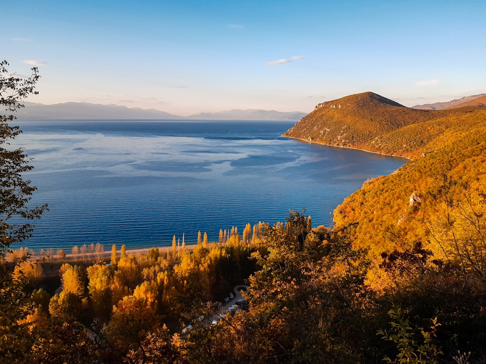 green trees near blue sea under blue sky during daytime