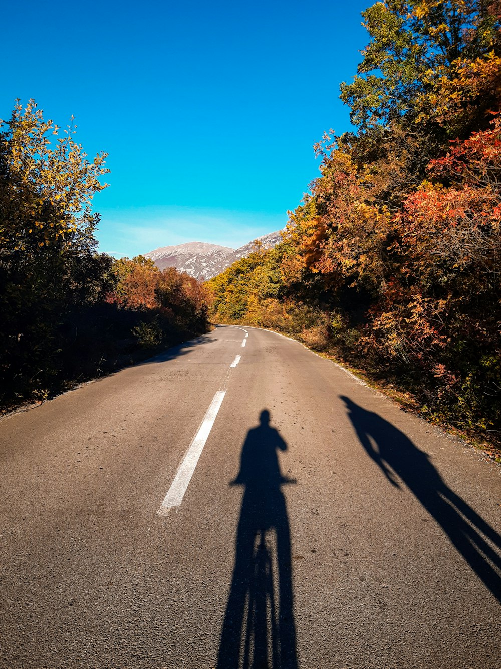 gray asphalt road between green trees during daytime