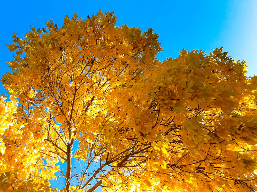 昼間の青空の下で黄色い葉の木