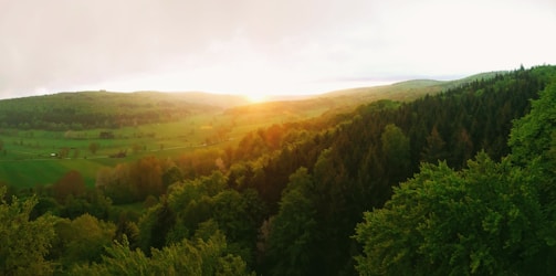 A panoramic view of a forest landscape at sunset.
