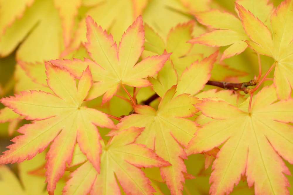 red and yellow maple leaves