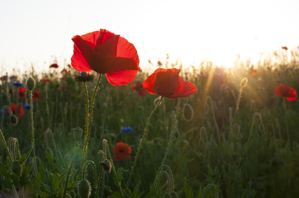 red poppy in bloom during daytime