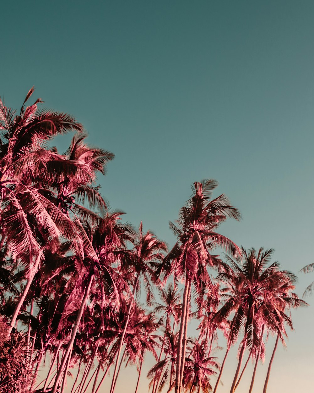 green palm tree under blue sky during daytime