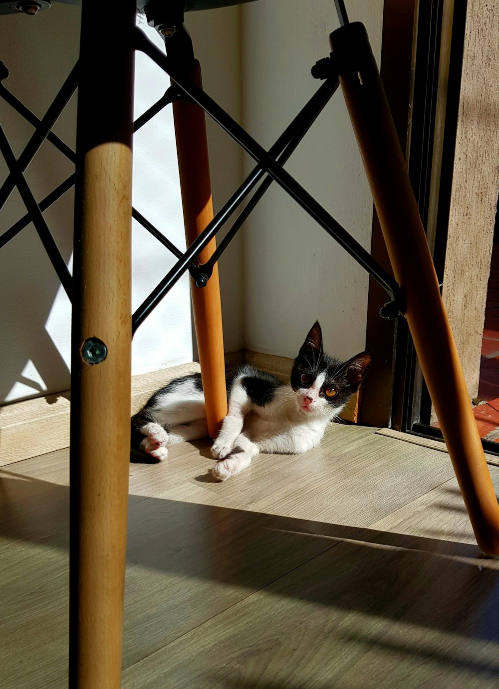 床に横たわるタキシード猫