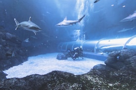 An underwater scene featuring a scuba diver inside an aquarium with several sharks swimming around. The setting includes rocky seabed terrain and a large, transparent tunnel structure through which people can walk. The water is clear, allowing a good view of the sharks and the diver.
