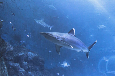 A shark swimming past an aquarium viewing panel