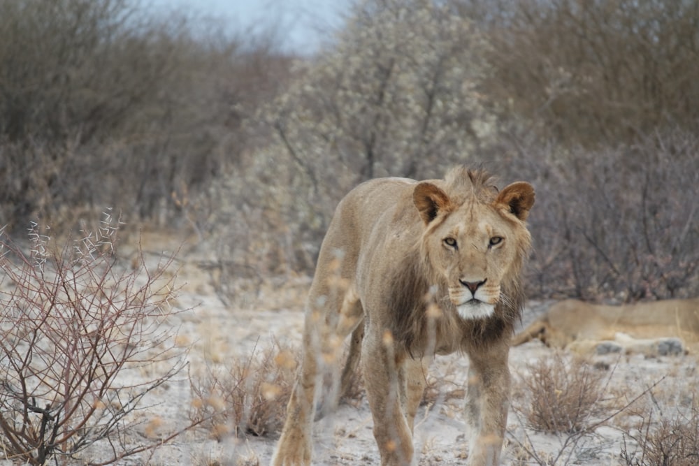 brown lion on brown grass field during daytime