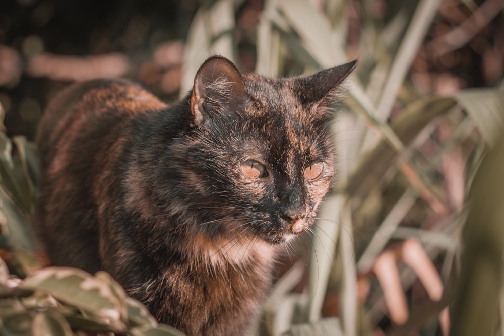 brown and black cat on green grass during daytime