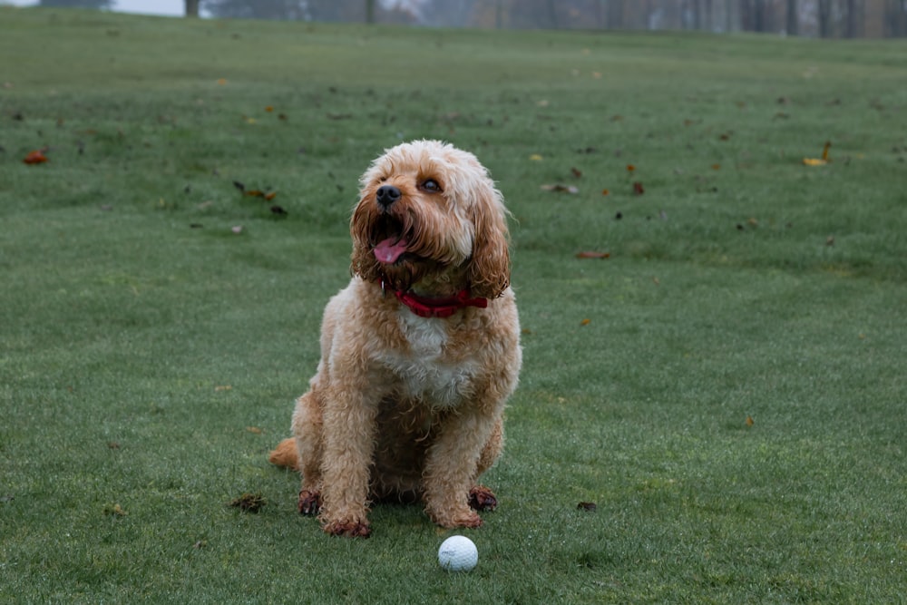 brown long coated small dog on green grass field