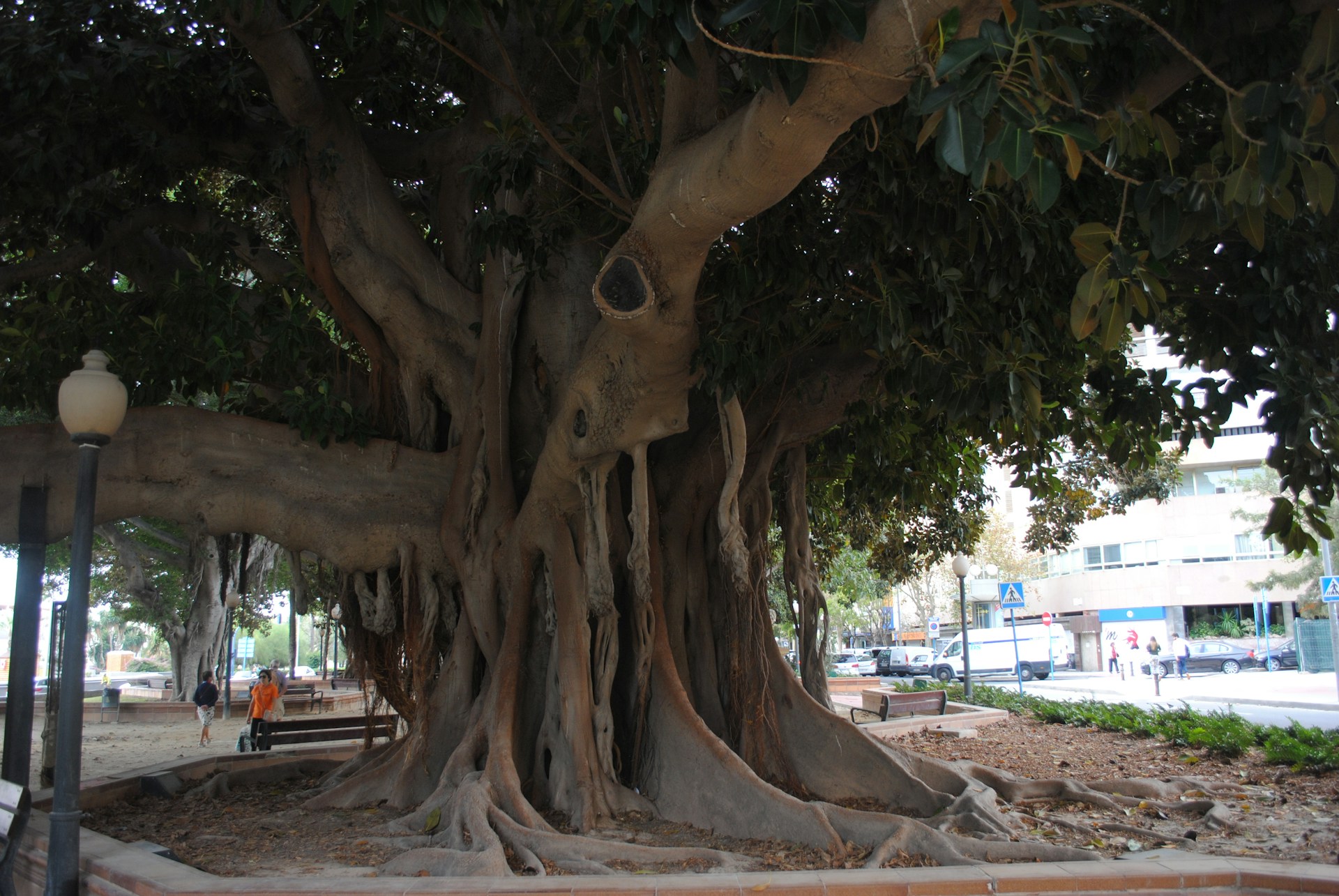 brown tree trunk during daytime