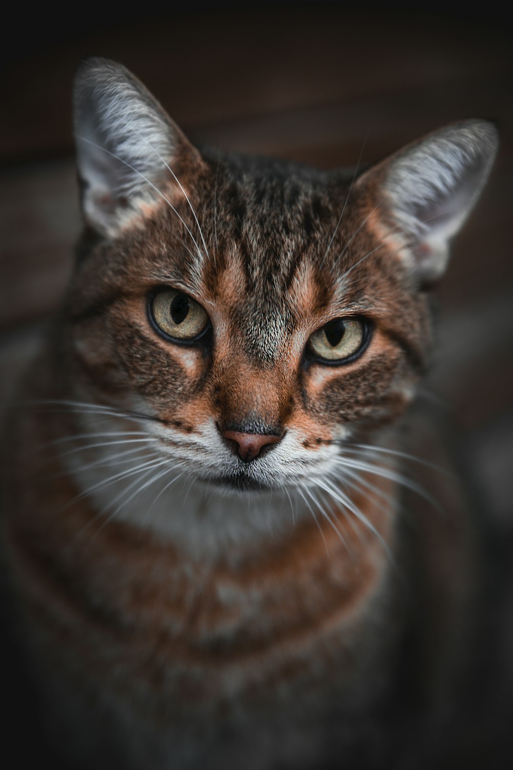 gato atigrado marrón en fotografía de primer plano