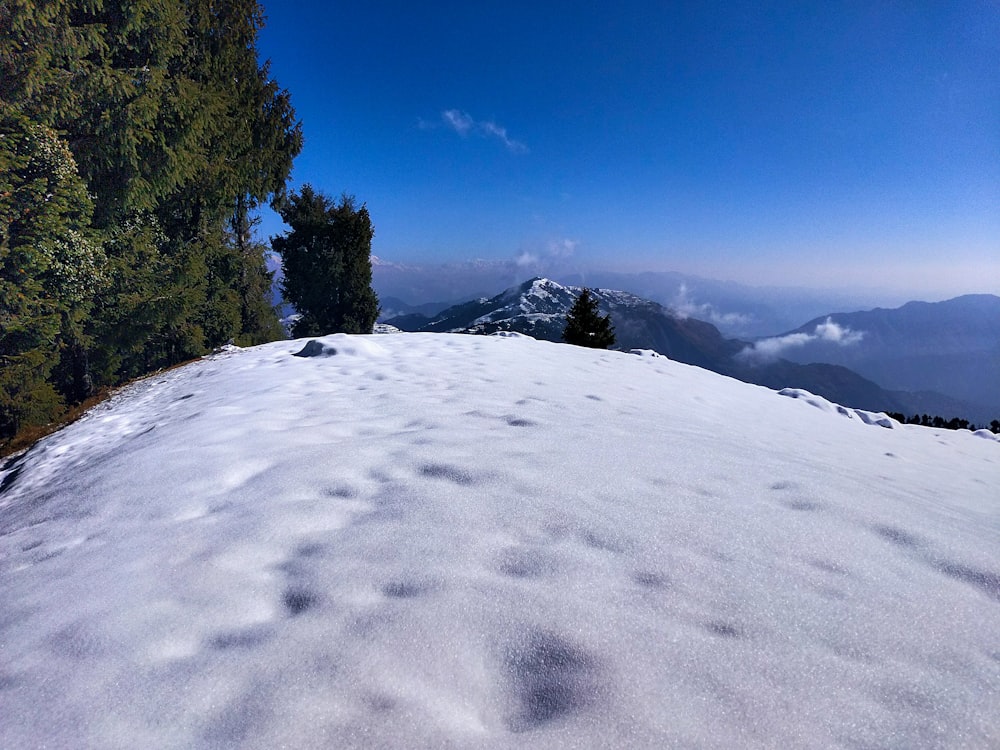 green trees on snow covered mountain during daytime