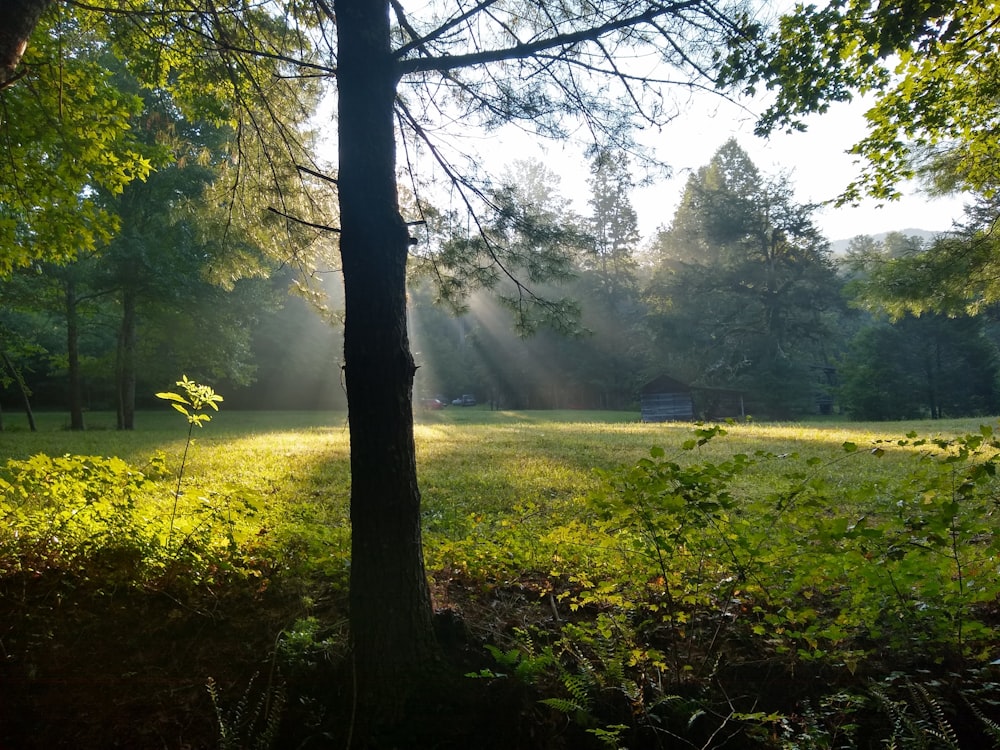 green grass field with trees during daytime