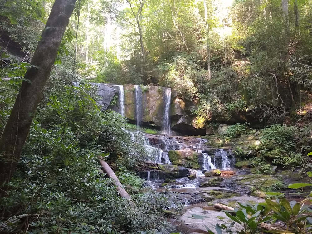 green trees and brown rocks