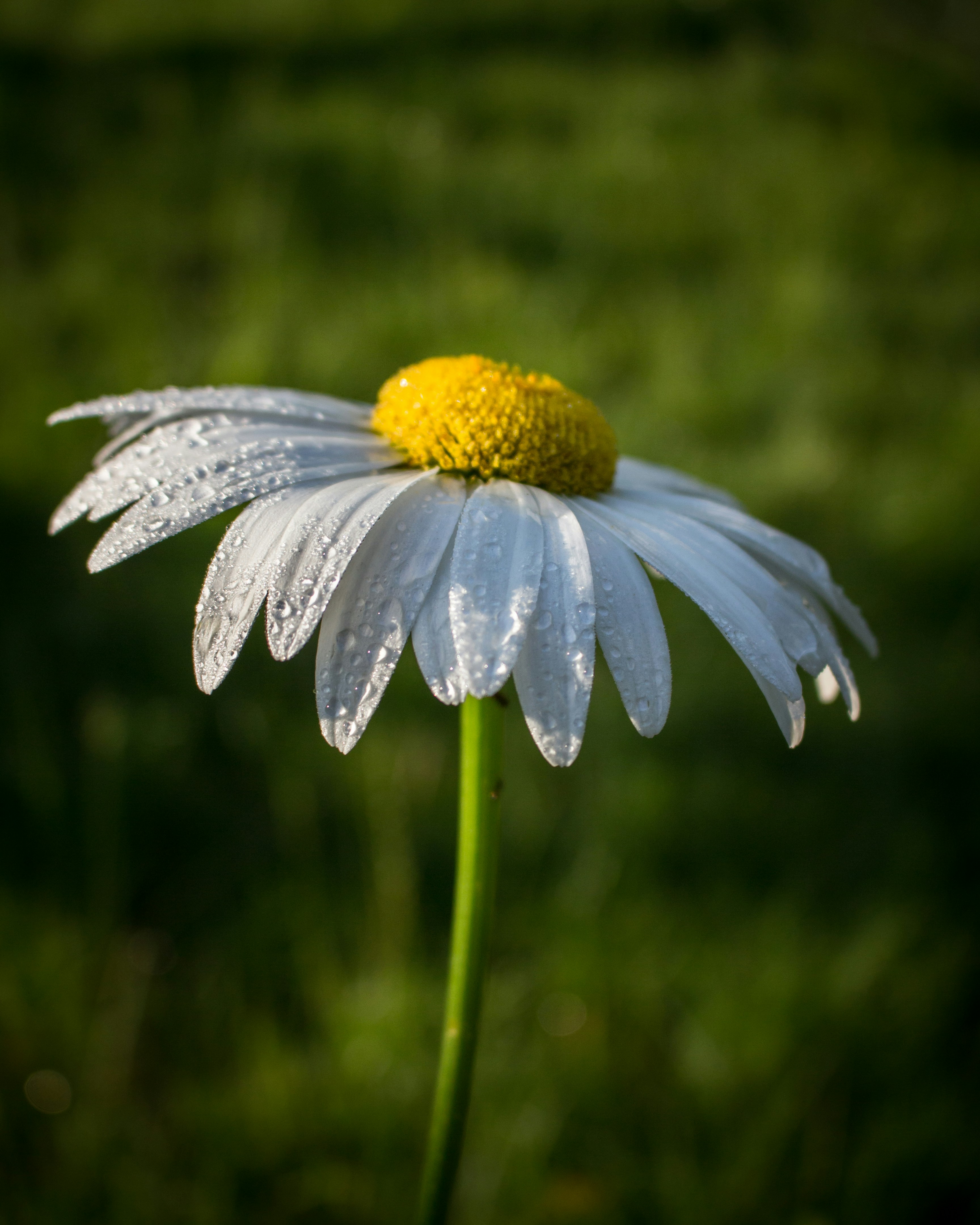 Photo by roman_lupan