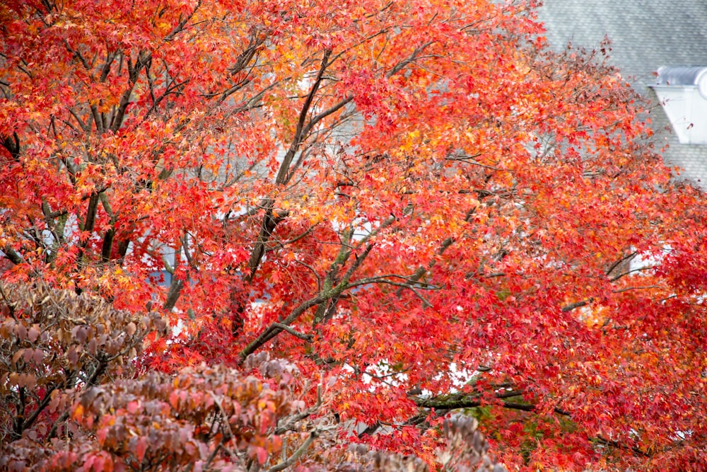 빨간색과 갈색 잎 나무