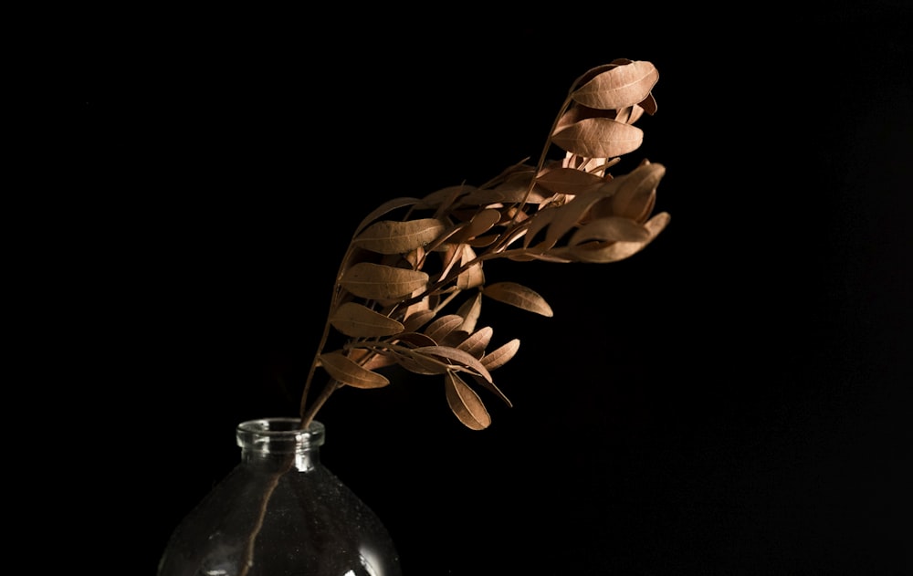 brown leaves on clear glass bottle