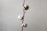 A single cotton plant branch with three fluffy white cotton bolls arranged vertically against a plain gray background. The bolls have a subtle brown husk with delicate natural textures.