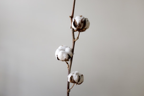 A single cotton plant branch with three fluffy white cotton bolls arranged vertically against a plain gray background. The bolls have a subtle brown husk with delicate natural textures.