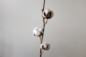 A single cotton plant branch with three fluffy white cotton bolls arranged vertically against a plain gray background. The bolls have a subtle brown husk with delicate natural textures.