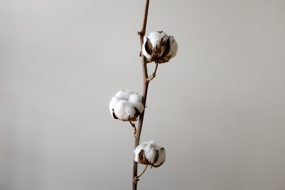 white round ornament on brown stick