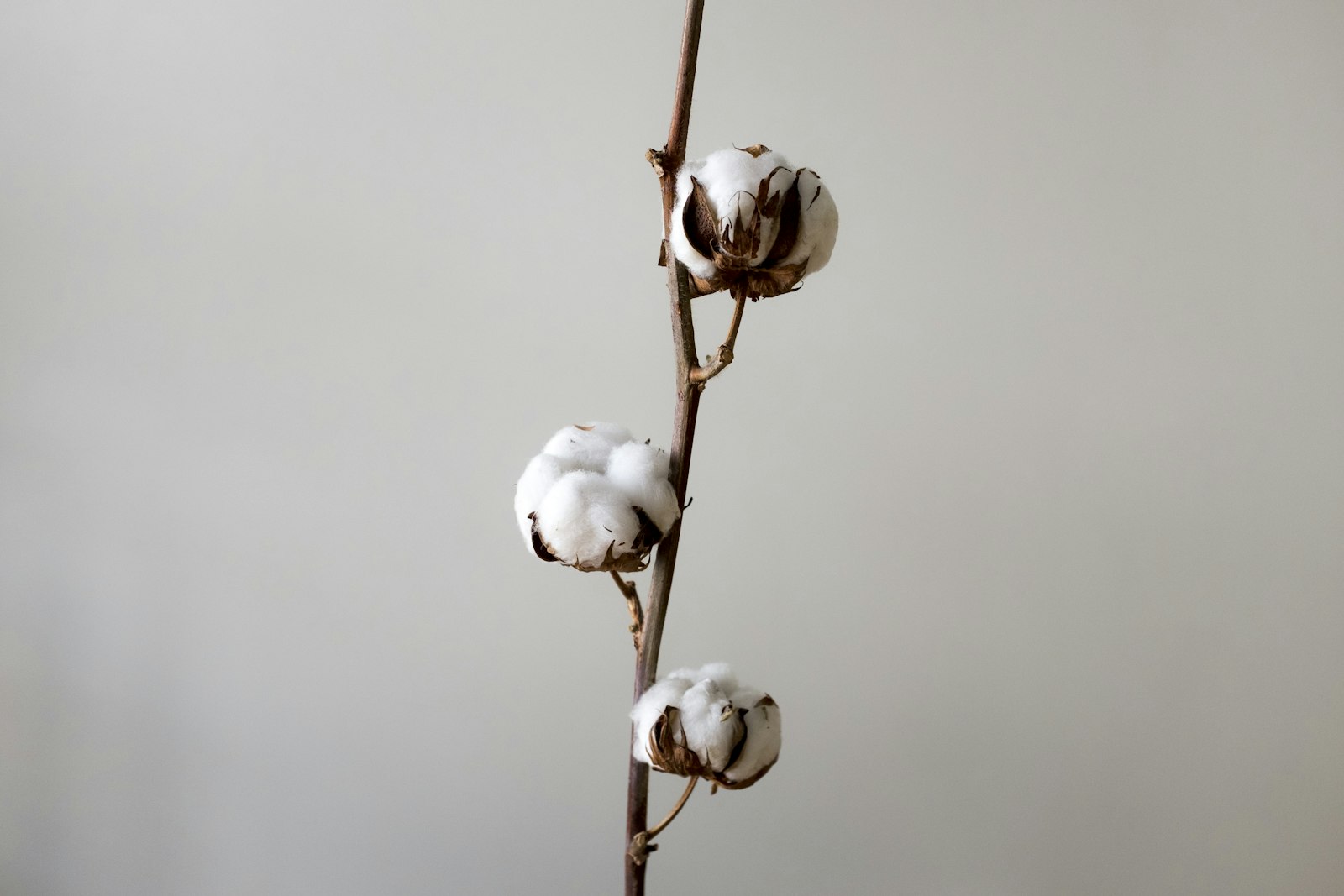 Bouquet Coton