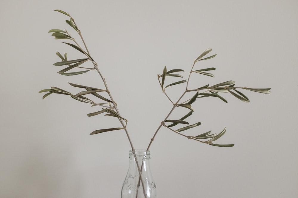 green plant in clear glass vase