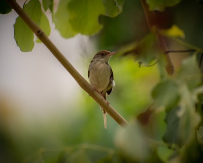 brown and white bird on green leaf