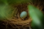 white egg on brown nest