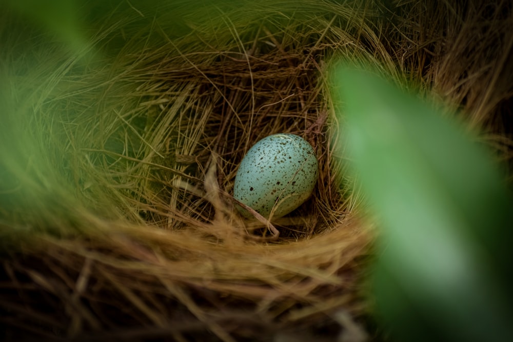 white egg on brown nest