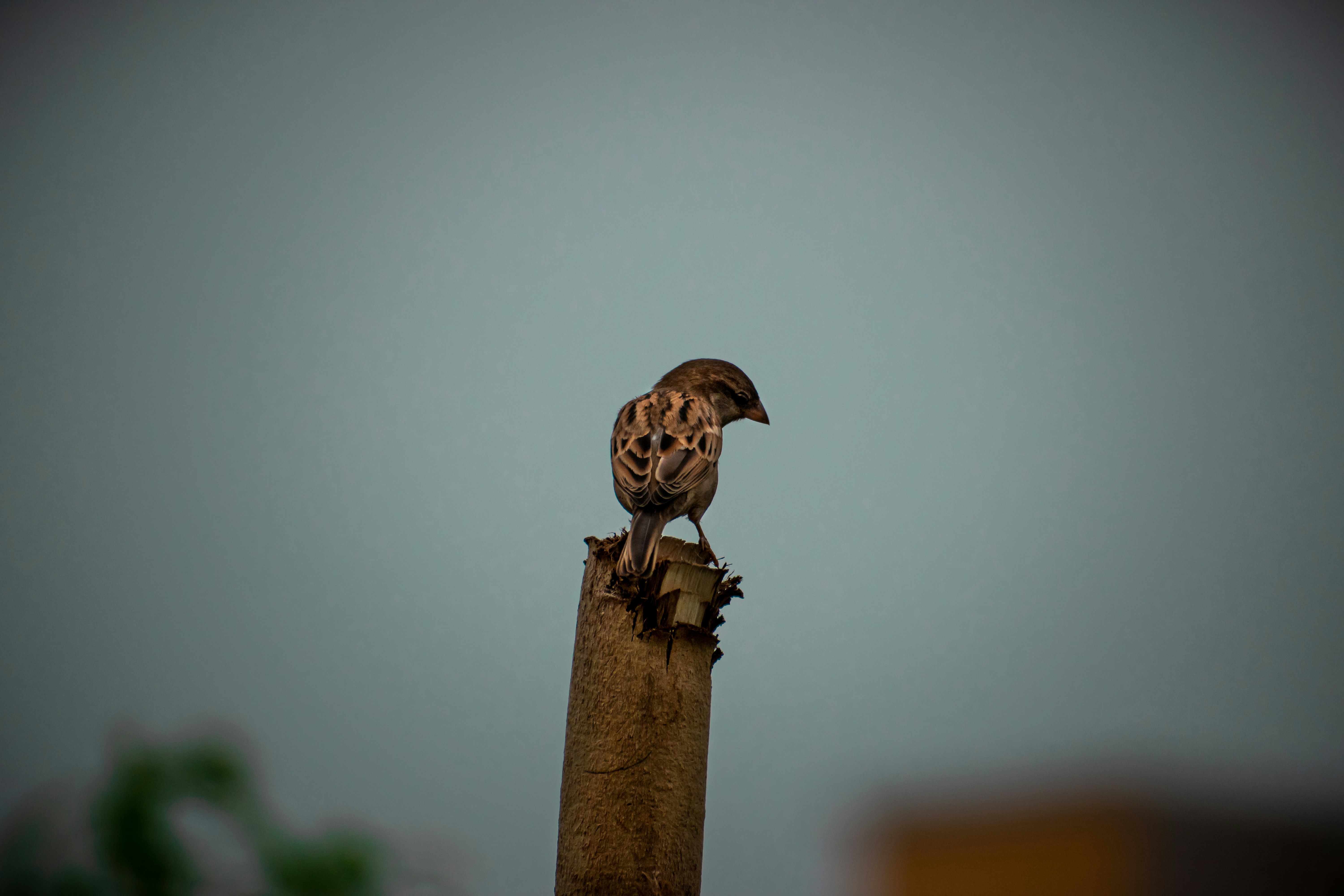 Photo by pixtagrammer