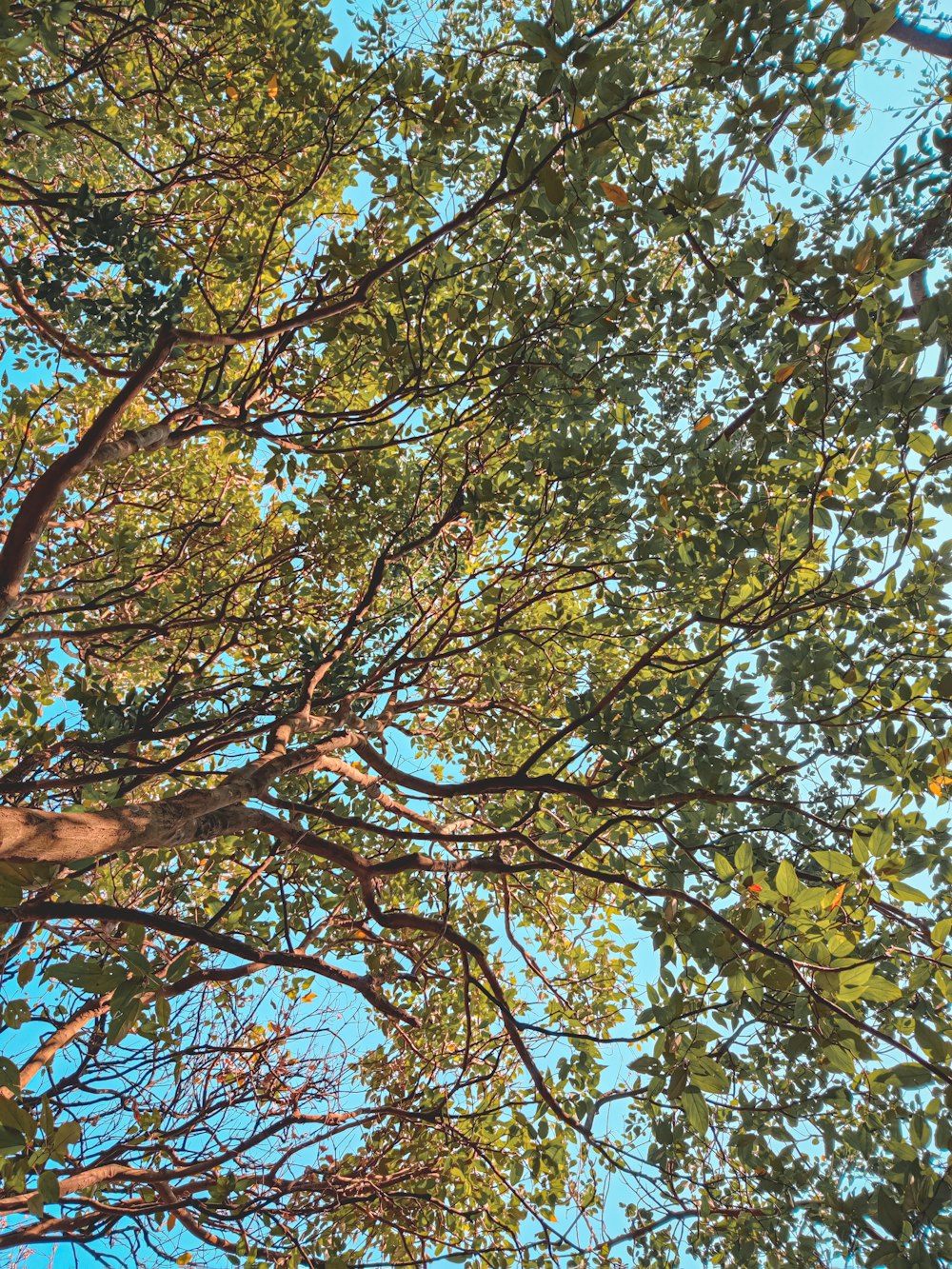 green and yellow leaf tree