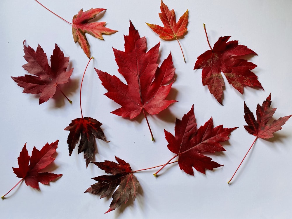 red maple leaves on white surface
