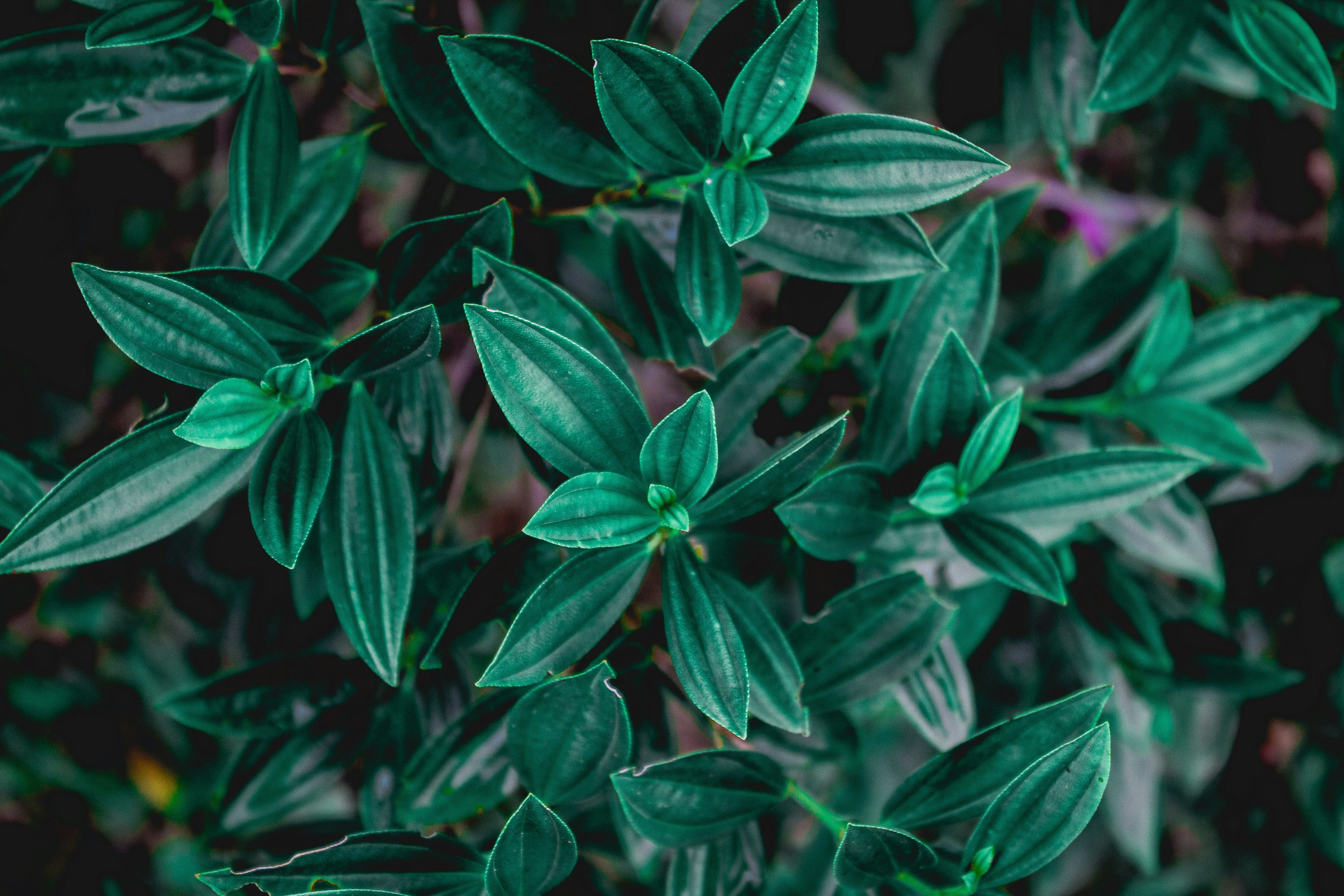 Photo by gabriel_merim