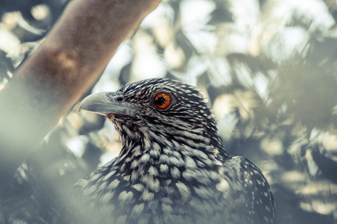 white and black feathered bird