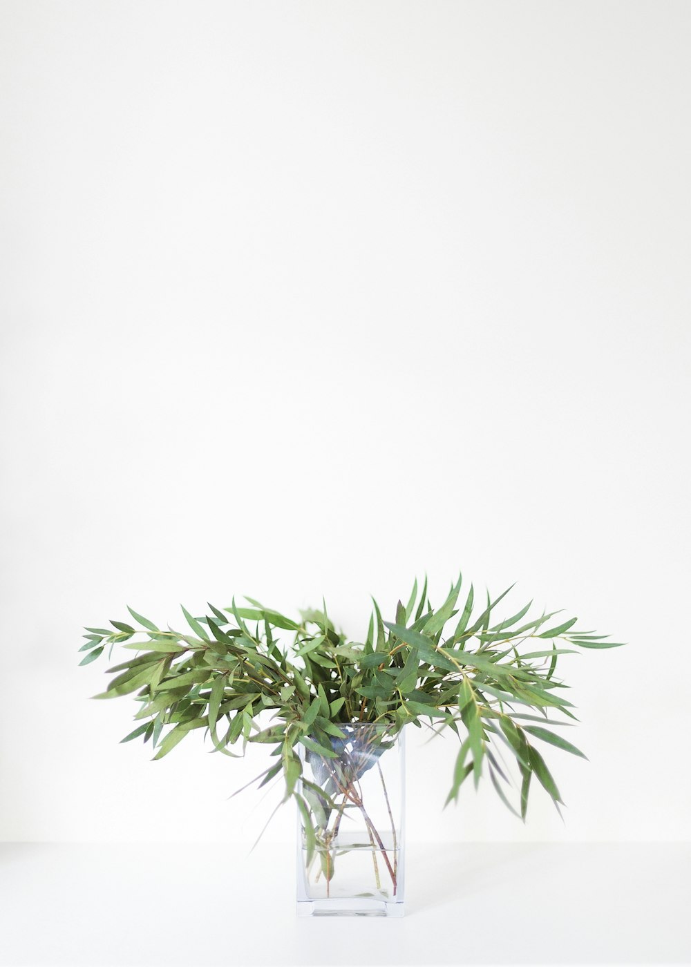 green plant on white background