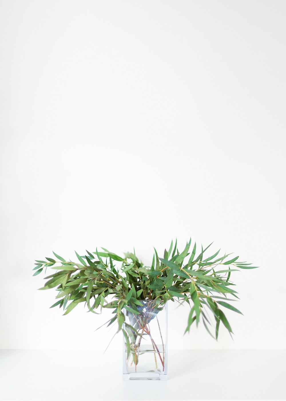 green plant on white background