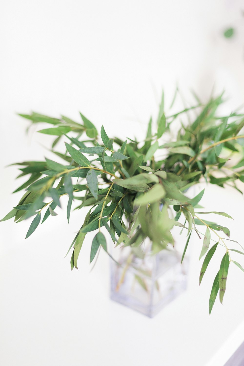 green plant in clear glass vase